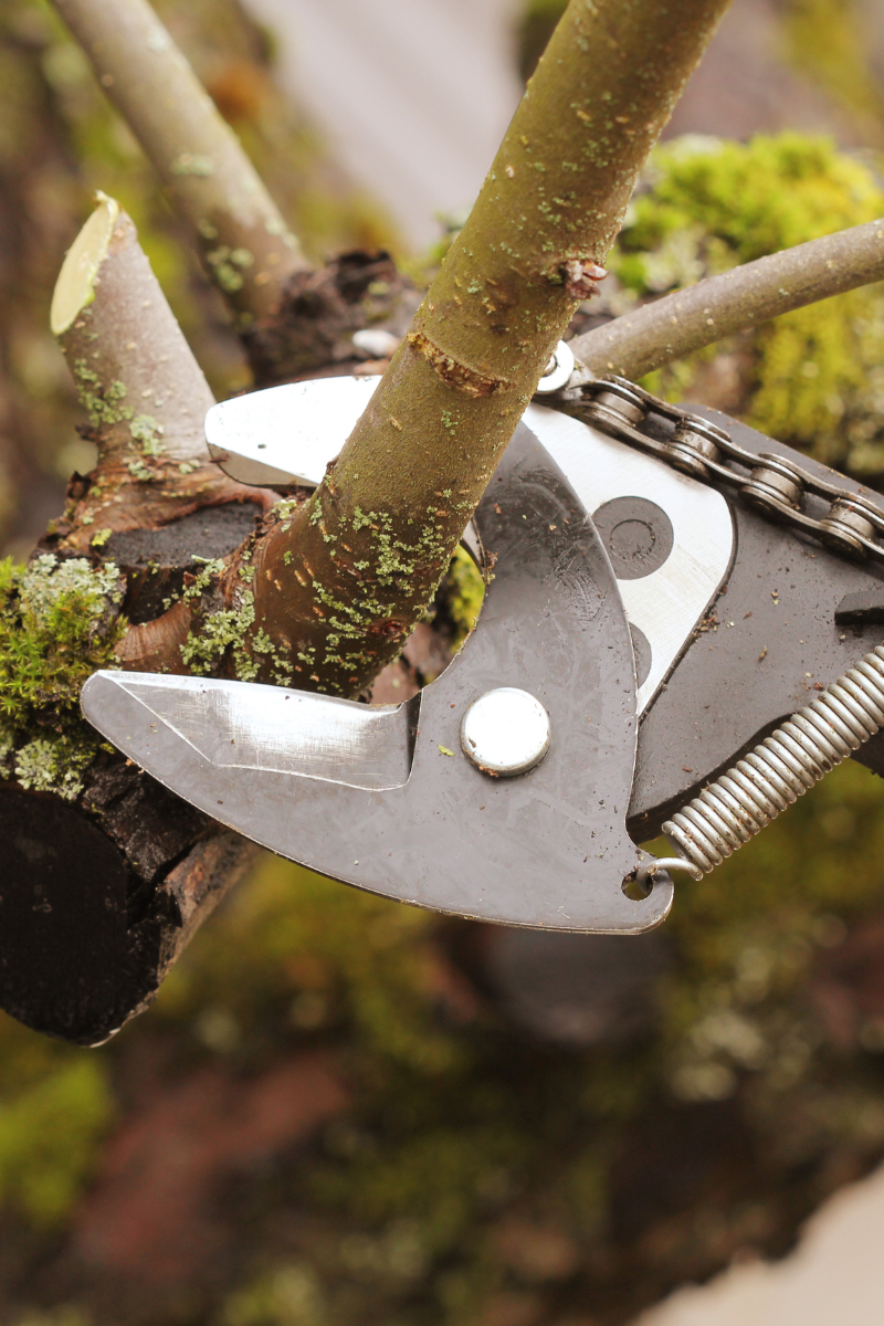Pruning shears cutting a tree branch, illustrating professional tree care and pruning techniques for improved health and structure.