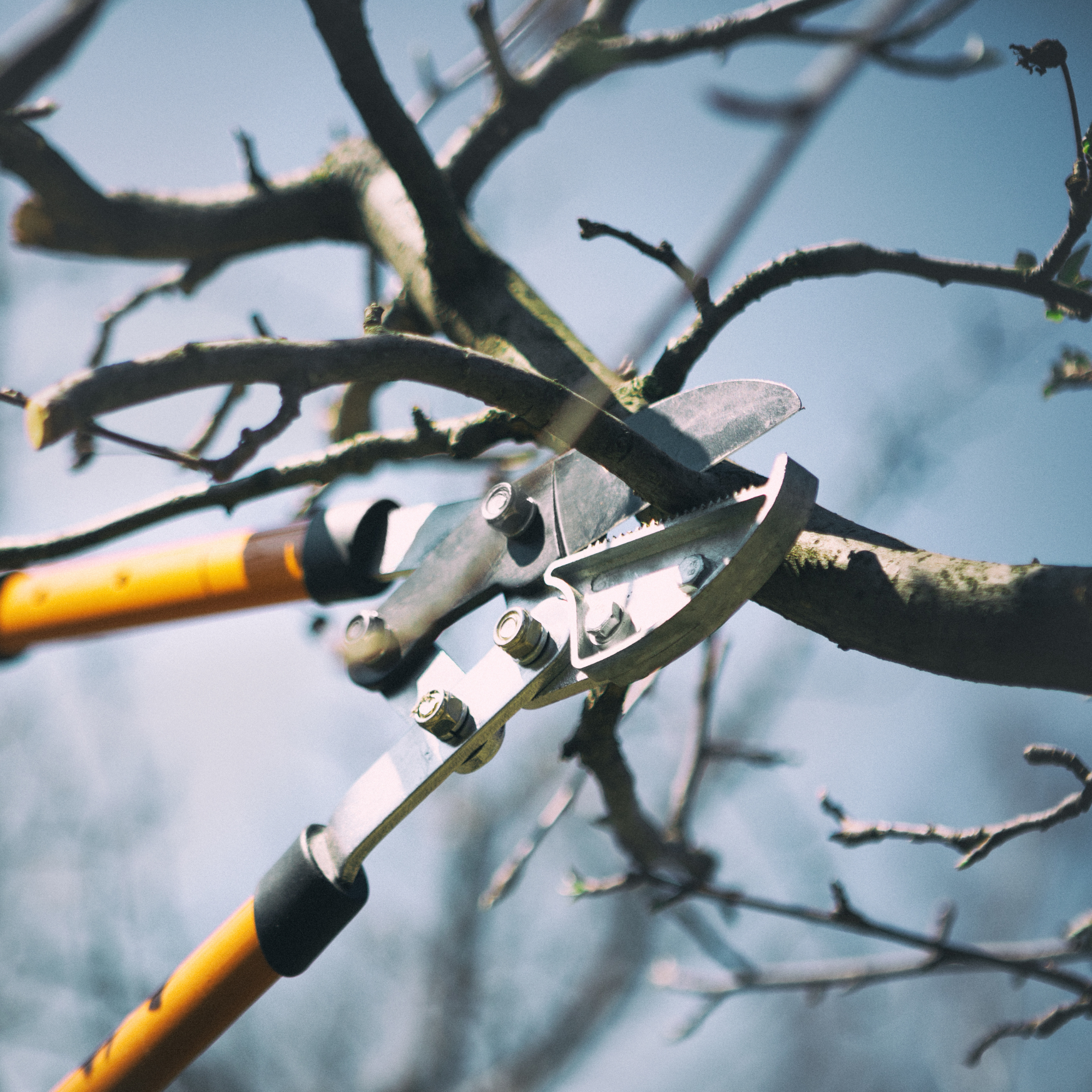 Pruning shears cutting through a tree branch, showcasing tree maintenance tools relevant to emergency tree services by Davis Family Arbor.