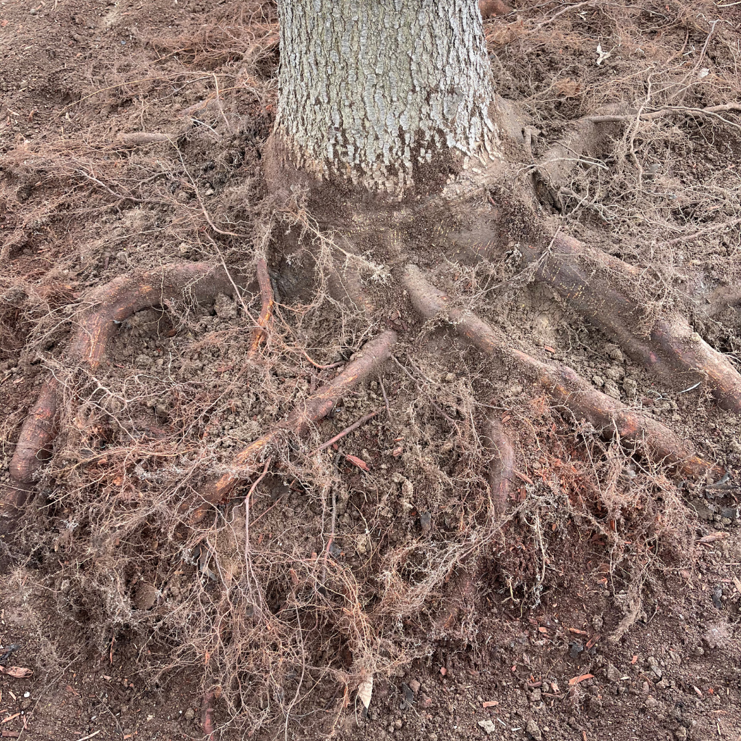 Tree roots exposed in soil, showcasing intricate root structure, relevant to emergency tree services and tree health management by Davis Family Arbor.