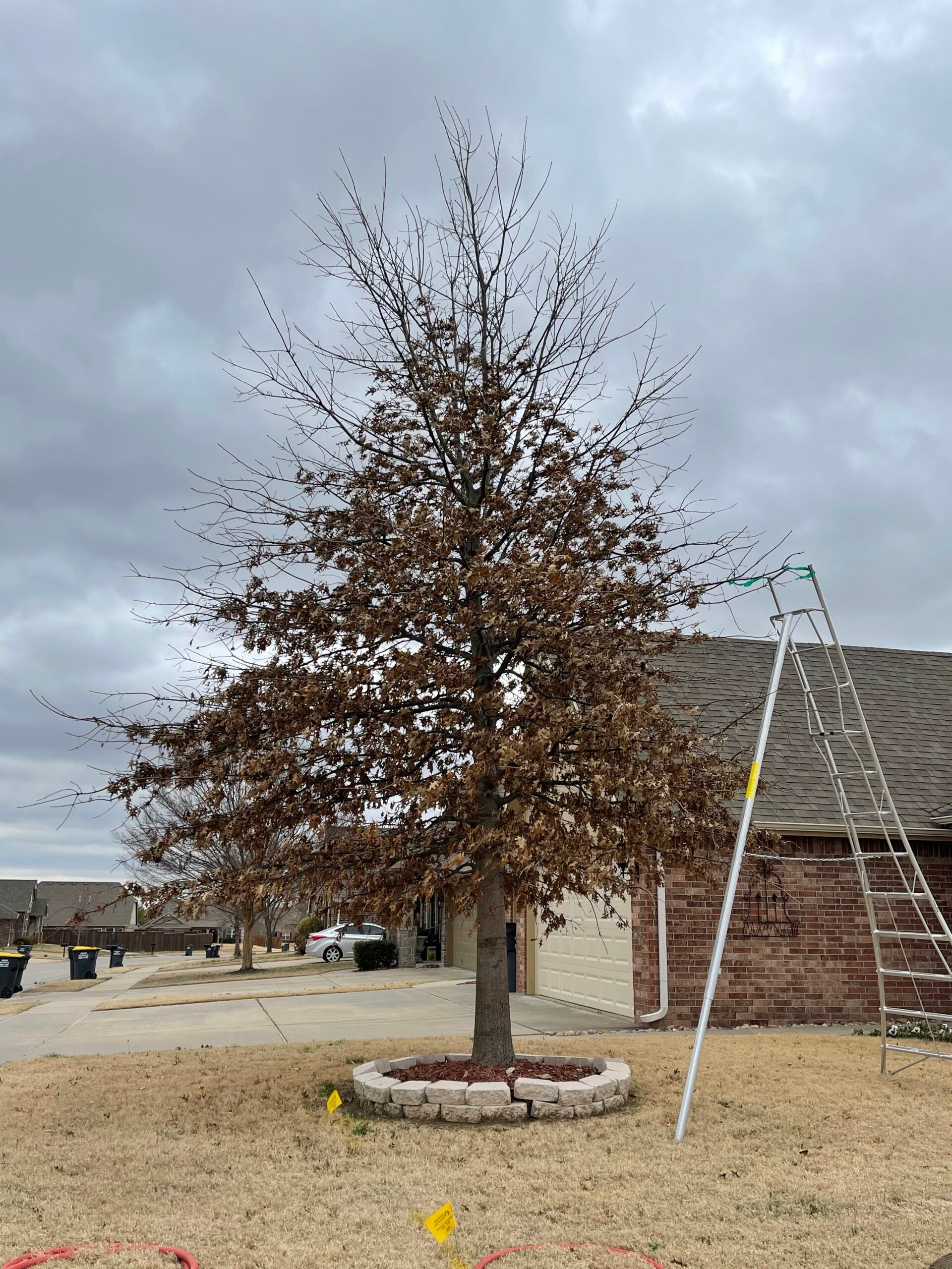 Barren tree with brown leaves and bare branches in residential landscape, indicating potential health issues, surrounded by stone border and ladder, emphasizing the need for professional tree health care services.