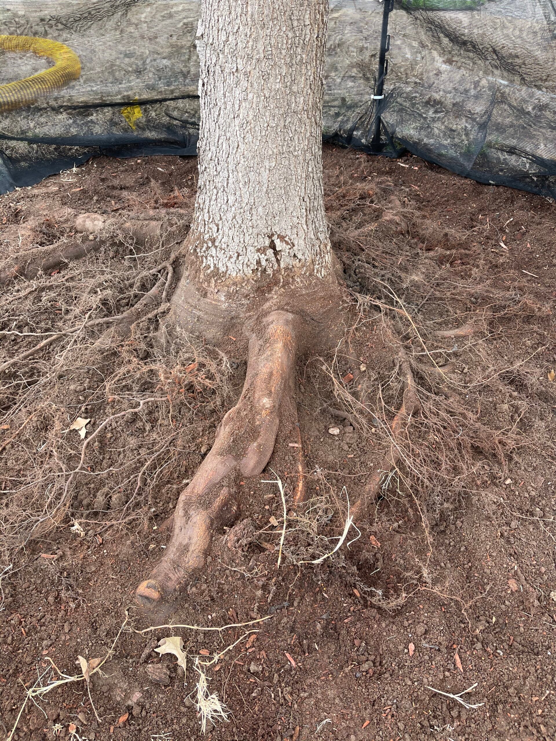 IMG_0265 Tree trunk with exposed roots in soil, illustrating soil and root management for tree health and longevity.