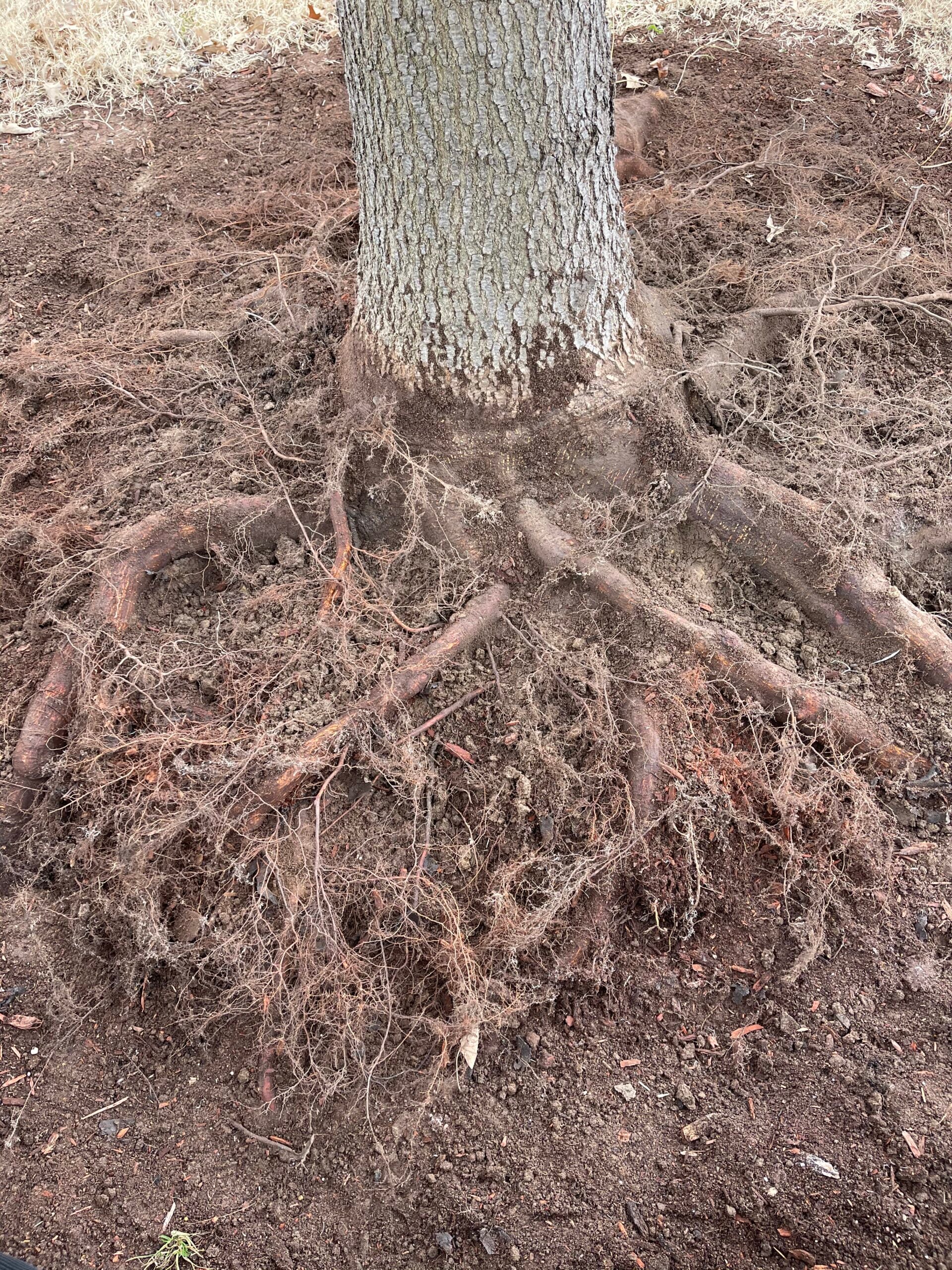 Tree roots exposed in soil, showcasing intricate root structure and texture, emphasizing tree health and care in relation to expert arborist services.