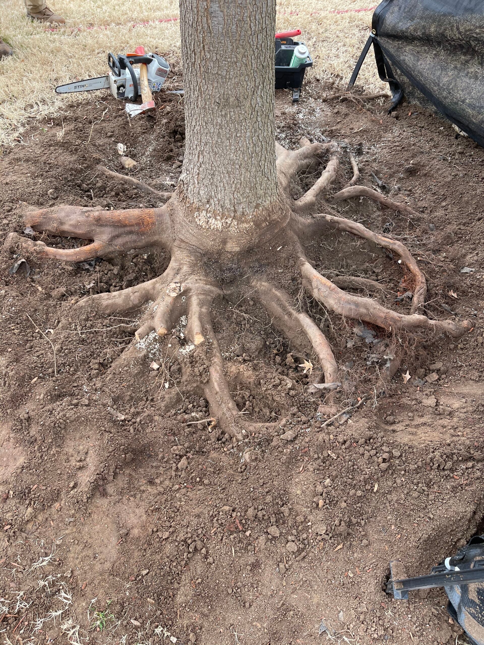 Tree roots exposed in soil with tools for soil and root management, illustrating evaluation process for tree health.