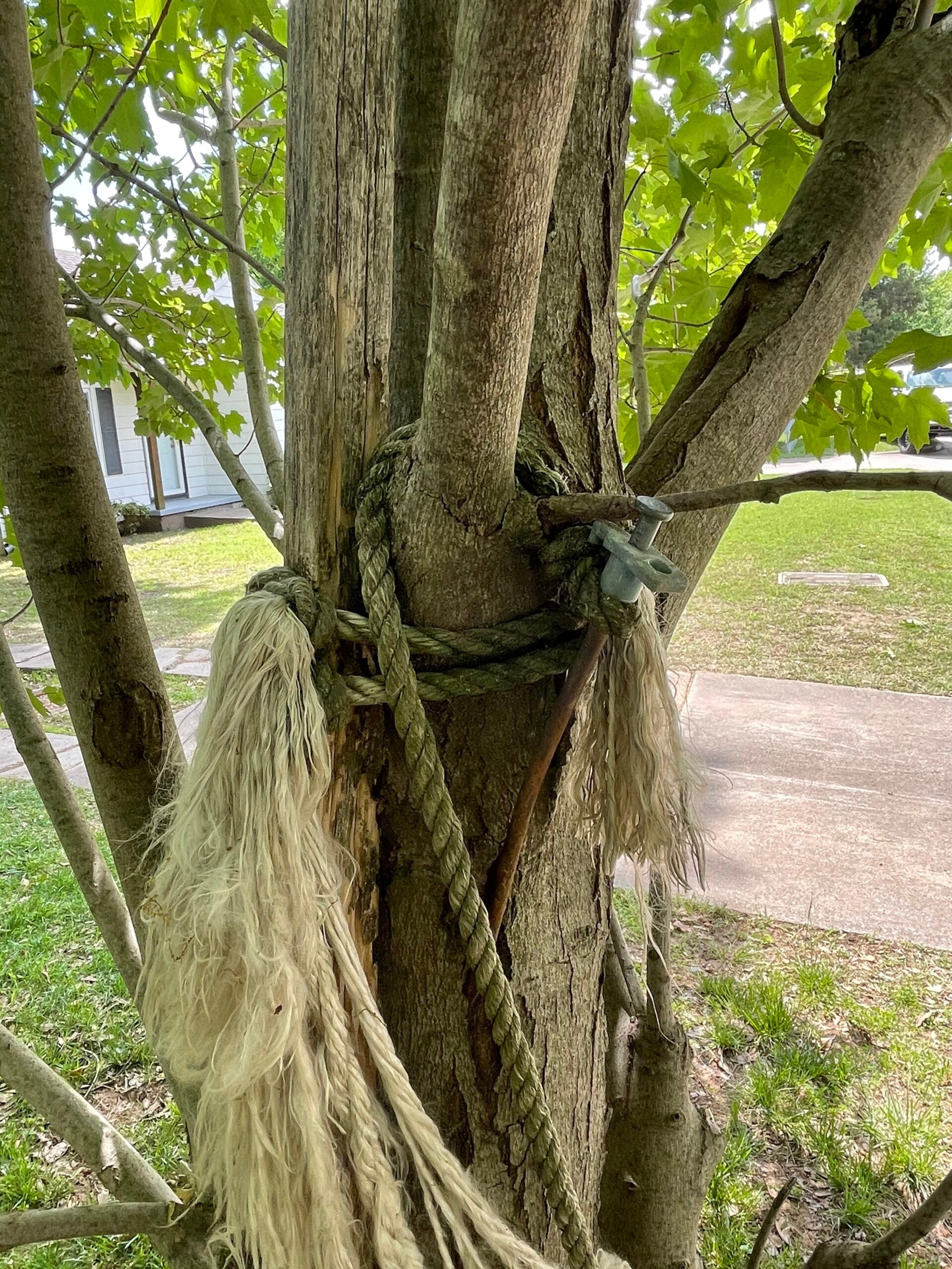 Tree trunk secured with rope, showcasing tree care techniques, with green foliage and residential setting in the background.