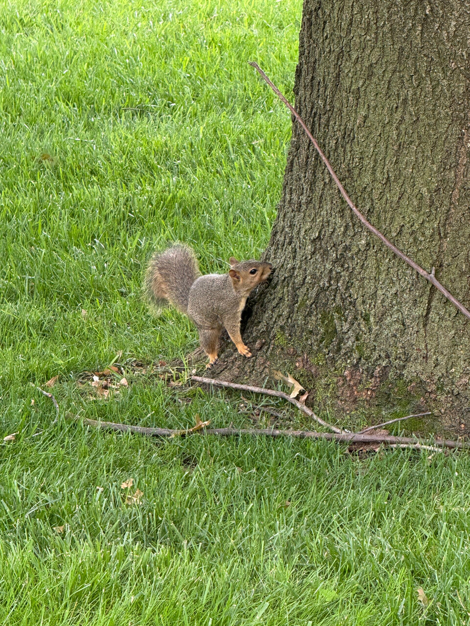 Squirrel exploring the base of a tree in a green lawn, highlighting the importance of tree health and wildlife interactions in landscape care.