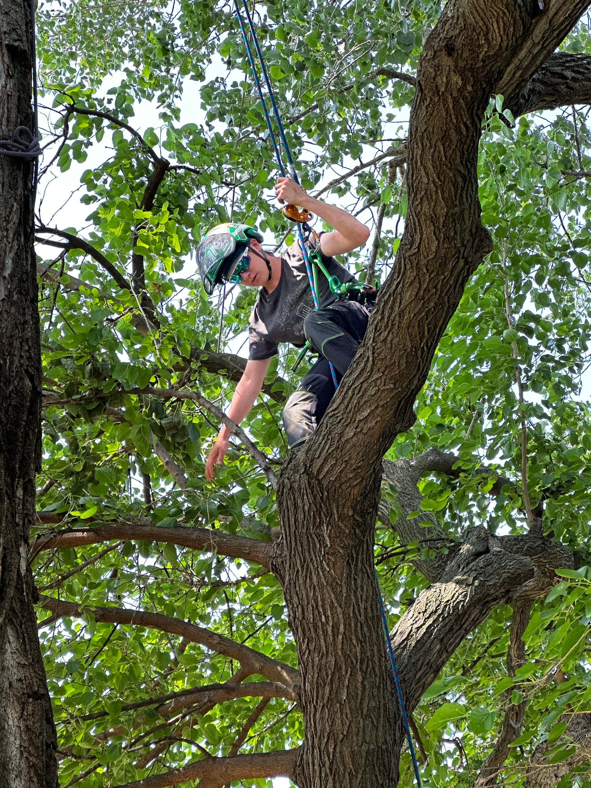 IMG_4489 Arborist climbing a tree, using safety equipment and ropes, surrounded by lush green leaves, illustrating tree preservation and care services.
