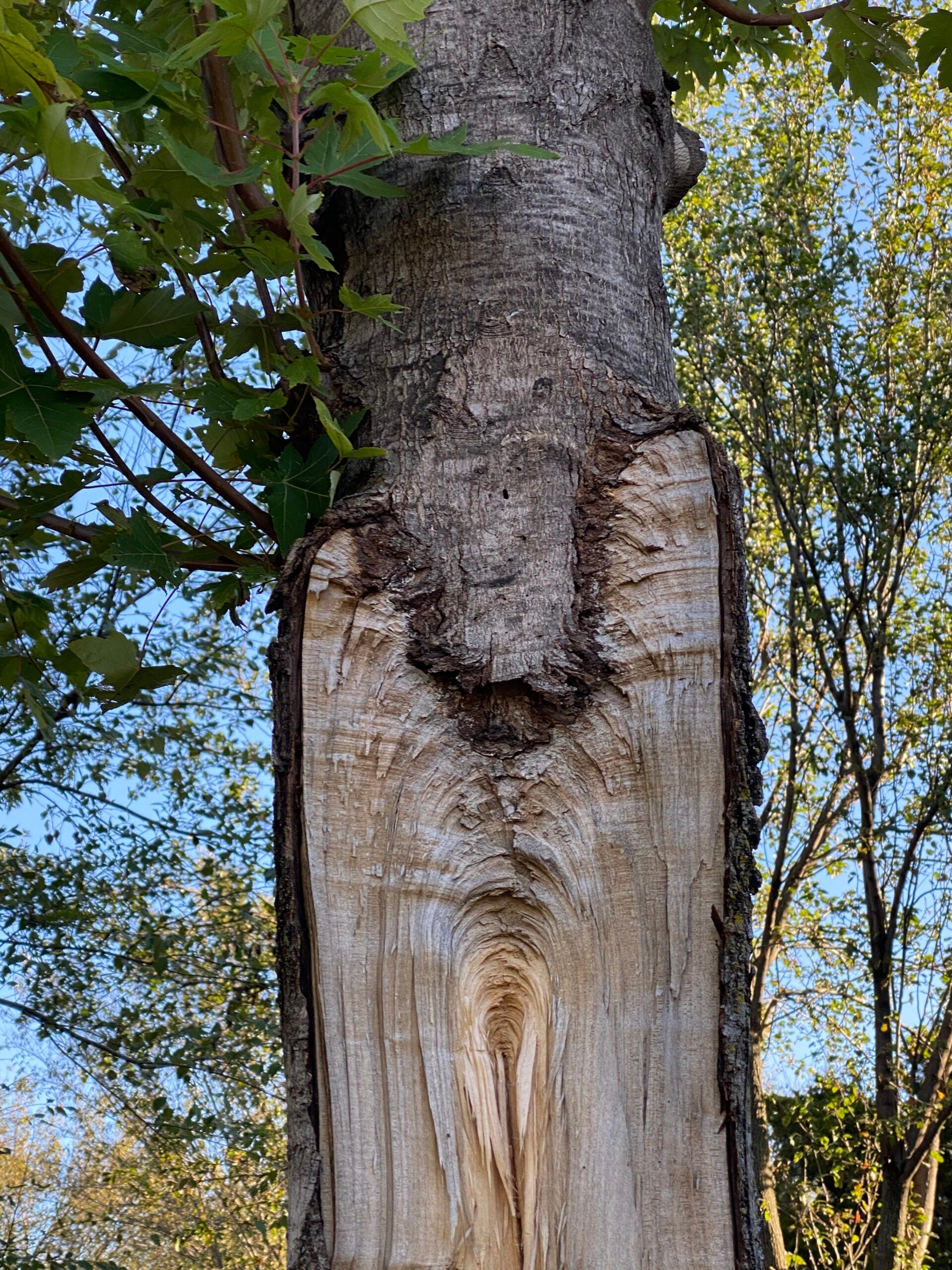 Tree trunk with exposed wood and bark damage, highlighting health concerns relevant to expert tree consulting and care.