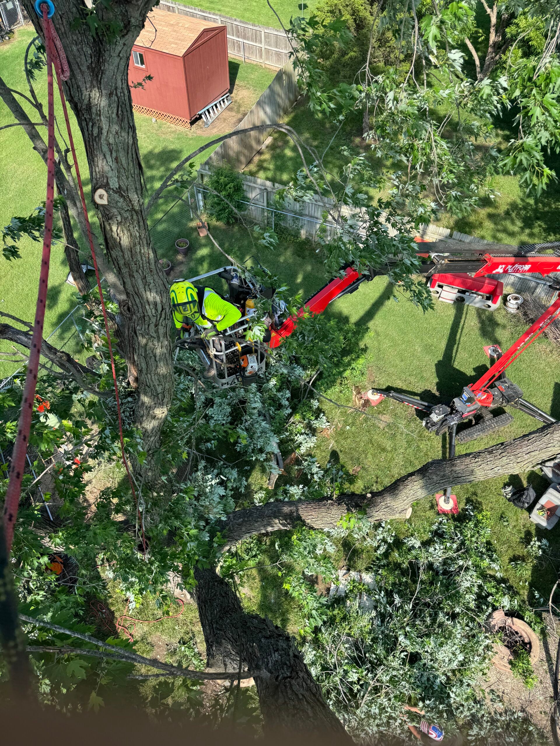 IMG_5691 Tree removal in progress with arborist using equipment in a tree, surrounded by green foliage and debris on the ground.