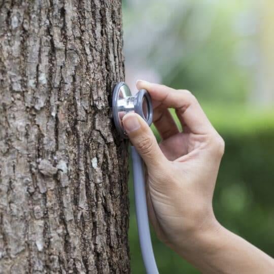 Person using a stethoscope on a tree trunk, demonstrating tree health assessment for emergency tree services.