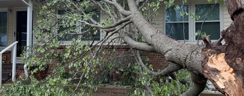 Storm-snapped tree fallen against the front of a house, covering the porch and windows