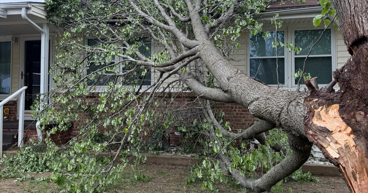 Storm-snapped tree fallen against the front of a house, the kind of tree failure examined in a legal dispute