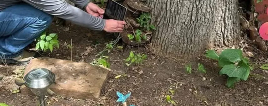 Arborist crouching with a handheld sensor at the base of a tree in a landscaped bed