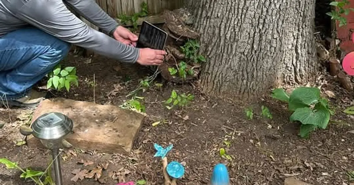 Arborist positioning a sonic tomography sensor at the base of a mature tree trunk in Tulsa, Oklahoma.