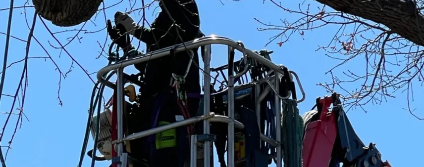 Arborist silhouetted in a bucket truck lift working high in a bare tree