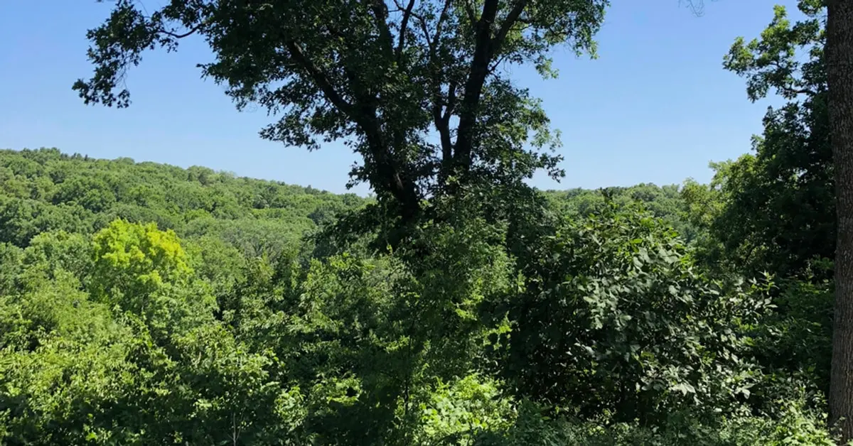 Wide view of a wooded hillside in full summer foliage, representing a tree population recorded in an inventory