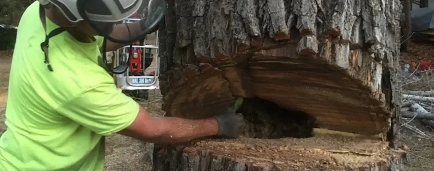 Arborist reaching a gloved hand into a decayed cavity inside a freshly cut trunk