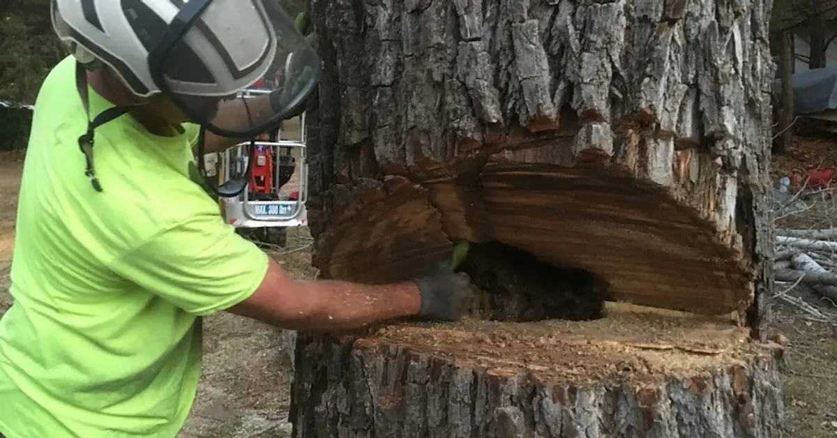 Arborist examining a decayed cavity inside a tree trunk during an advanced diagnostic inspection