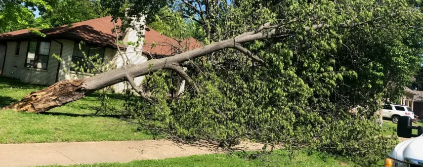 Snapped tree fallen across a front yard and sidewalk toward a house, leaves still green