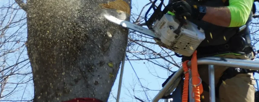 Chainsaw cutting into a tree trunk with wood chips flying, operated by a harnessed climber