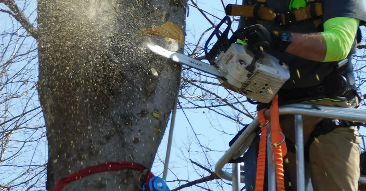 Chainsaw cutting into a tree trunk with wood chips flying, operated by a harnessed climber
