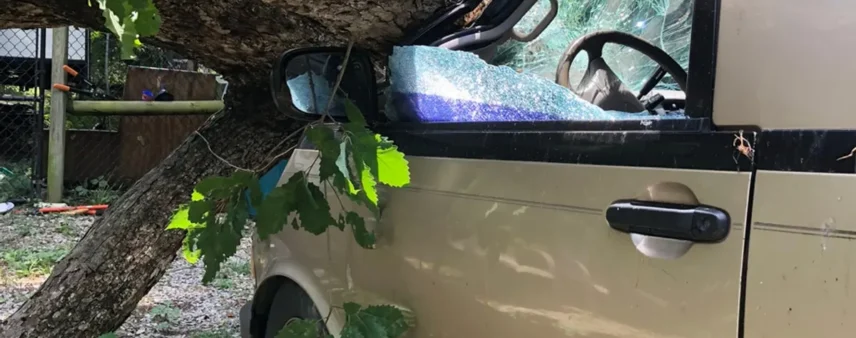 Fallen tree trunk crushing the driver's side window of a parked minivan