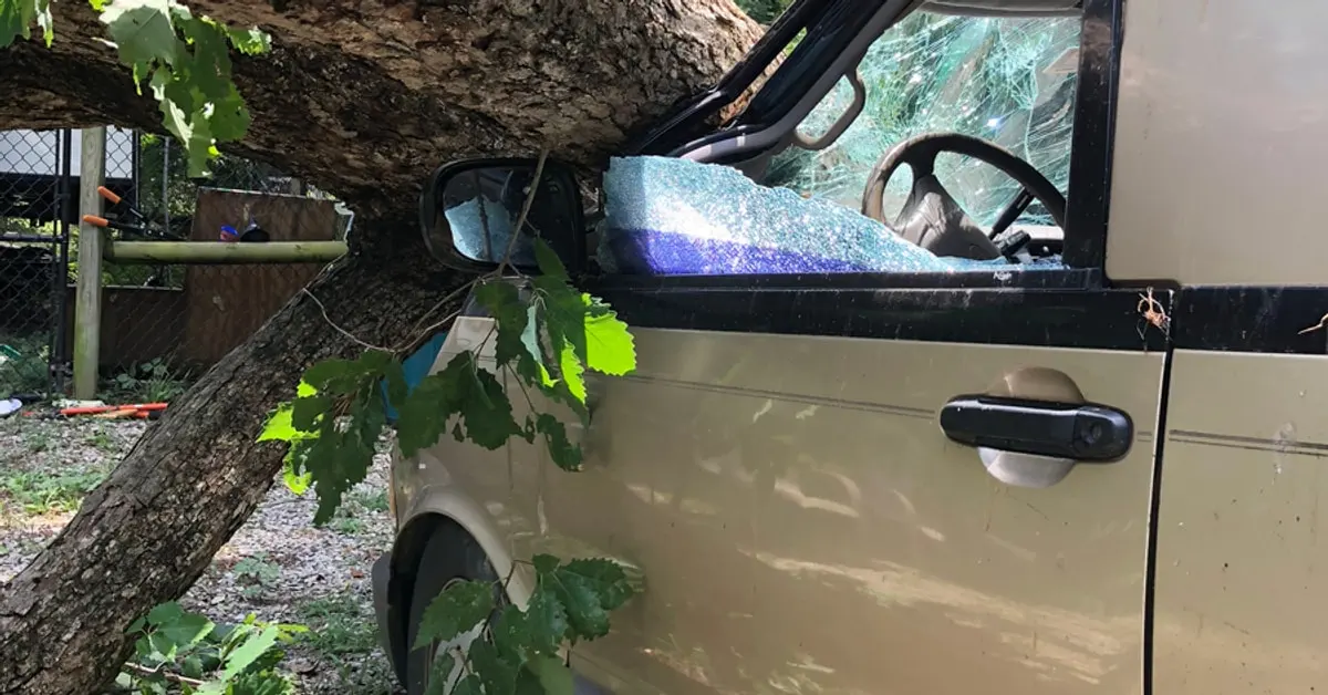 Fallen tree trunk crushing the driver's side window of a parked minivan
