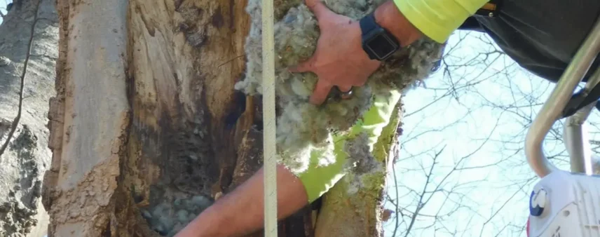 Worker's hand pulling fibrous rotted wood from a decayed cavity in a tree trunk