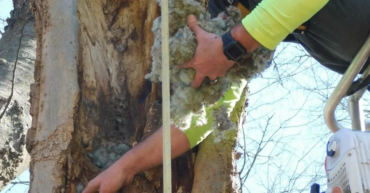 Worker's hand pulling fibrous rotted wood from a decayed cavity in a tree trunk