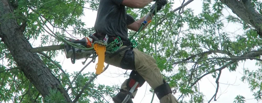 Climbing arborist suspended in an oak canopy with ropes, rigging gear, and a chainsaw