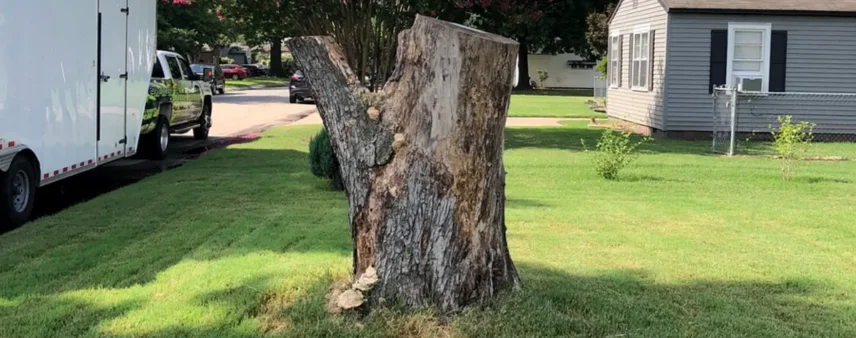 Large freshly cut stump standing in a front yard beside a white enclosed trailer