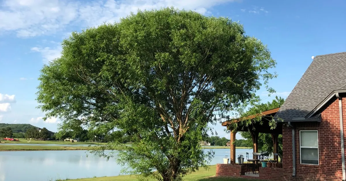 Mature willow beside a home overlooking a lake, the kind of landscape tree covered by a tree appraisal