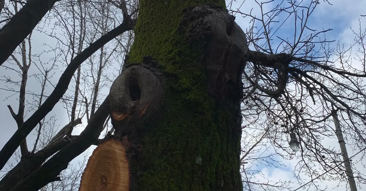 Moss-covered tree trunk with two large healed pruning wounds, seen from below