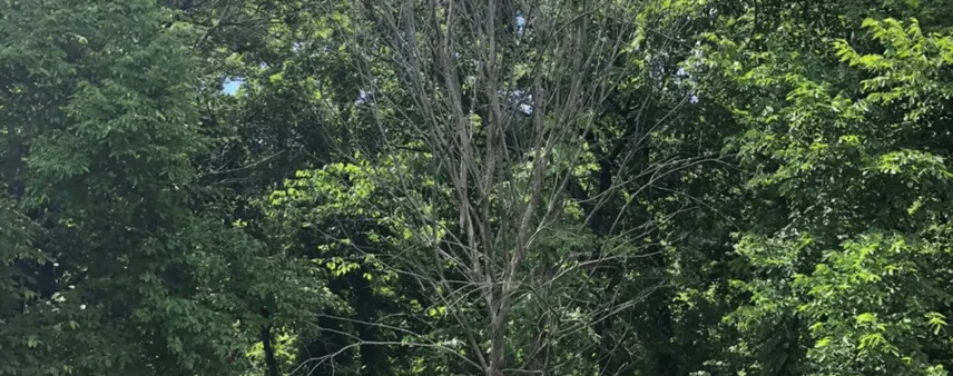 Tall tree with a sparse, thinning canopy standing against a dense green forest