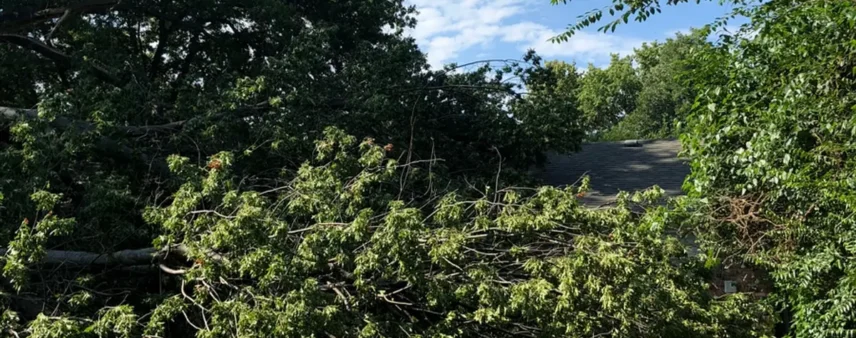 Broken leafy branches draped over a house roofline after storm damage