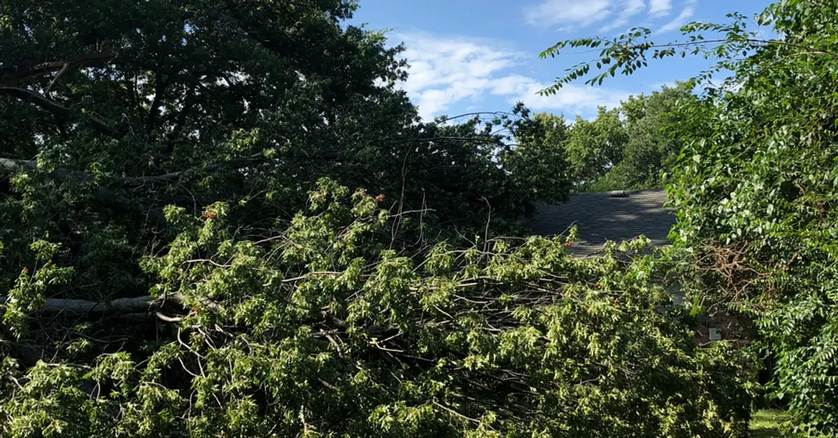 Broken leafy branches draped over a house roofline after storm damage