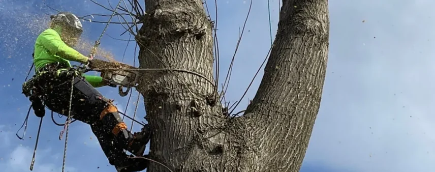 Climbing arborist operating a chainsaw high in a large tree, wood chips flying
