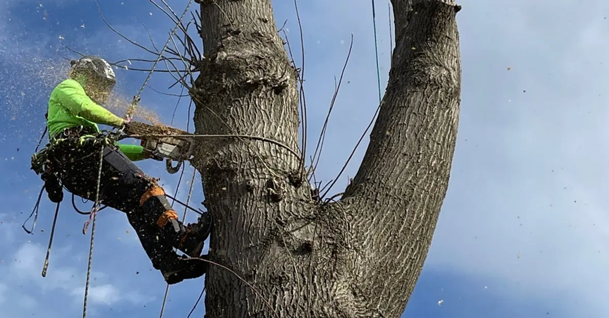 Tree Removal in Tulsa OK
