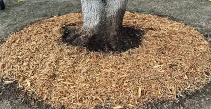 Freshly mulched ring around a tree trunk in a residential front yard