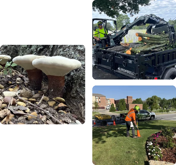 Davis Family Arbor crews at work: loading cut logs for removal, inspecting decay at a tree base, and soil work beside a landscaped bed