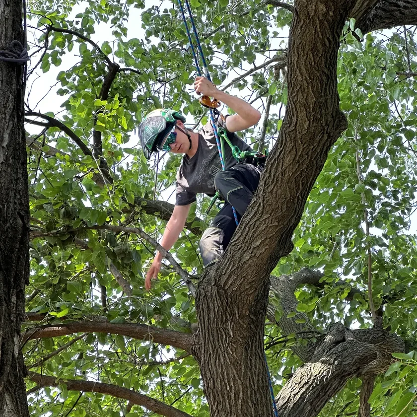 Arborist ascending on rope into the leafy canopy of a mature shade tree
