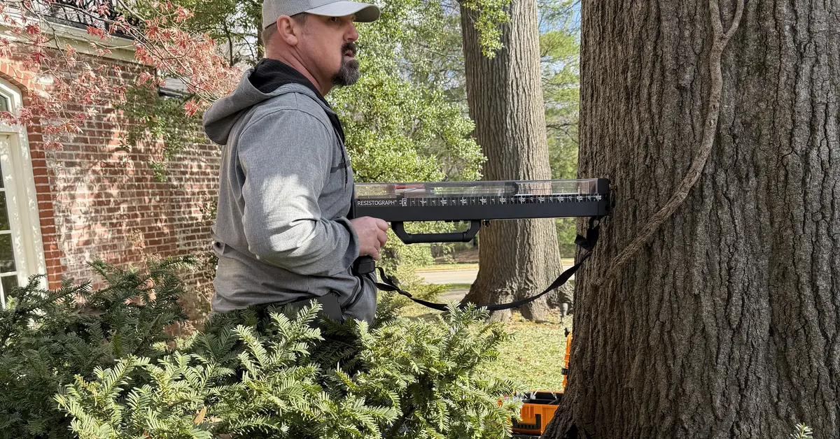 Arborist positioning a Resistograph resistance drill against the trunk of a mature tree